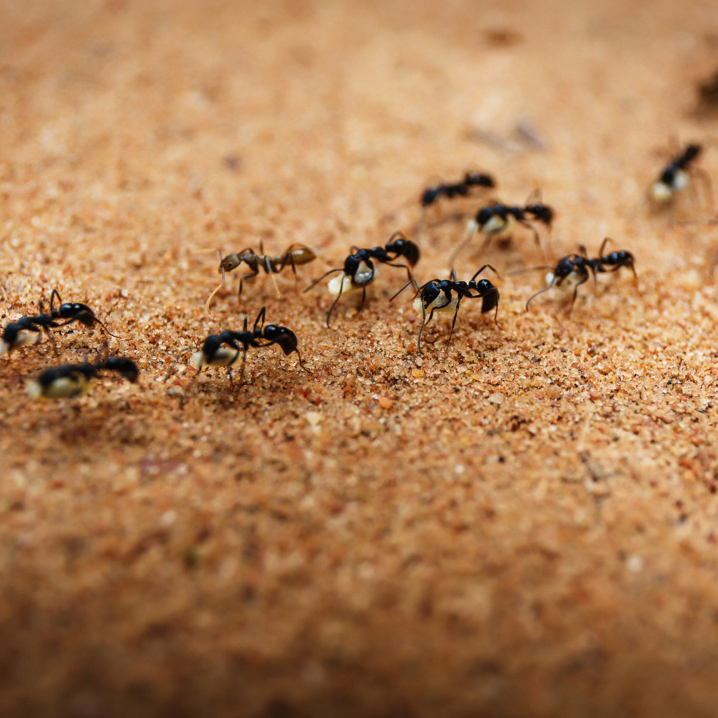 Close-up image of ants