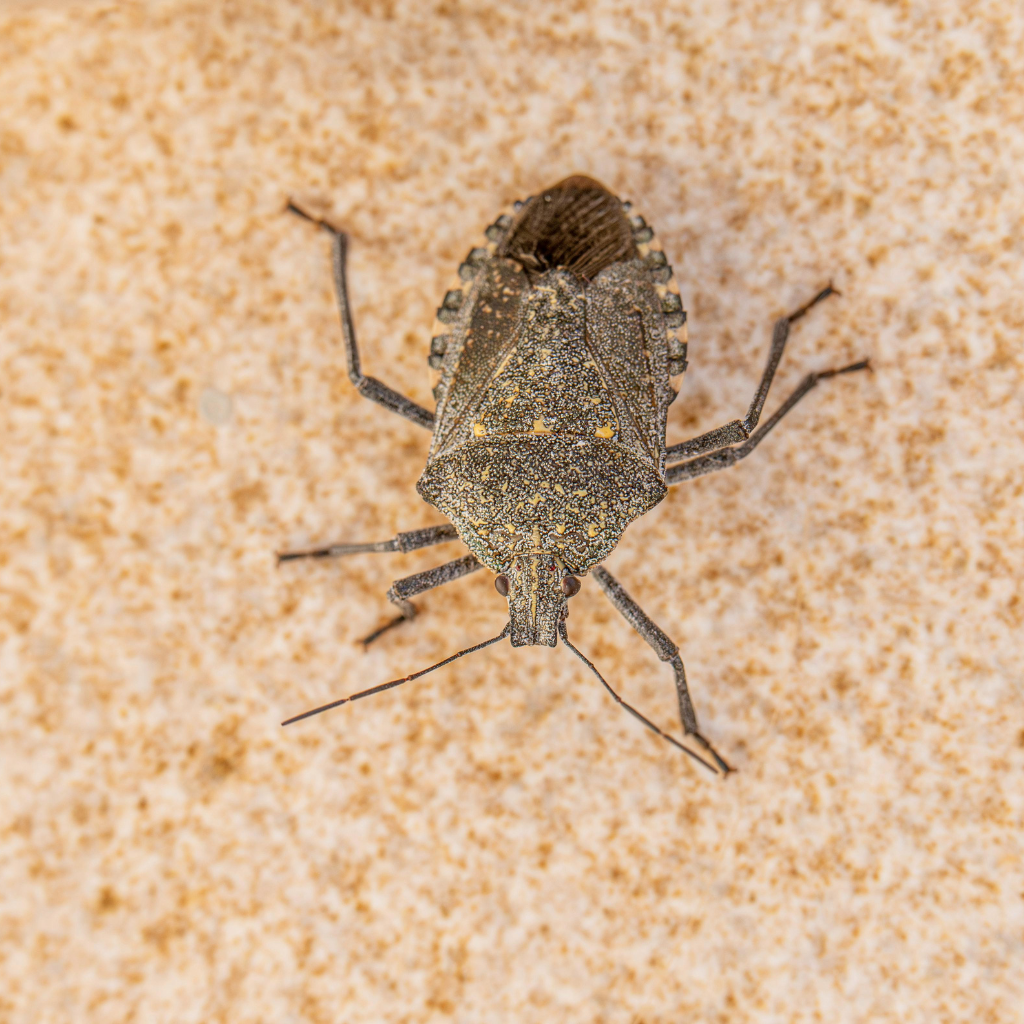 Close-up image of bed bugs