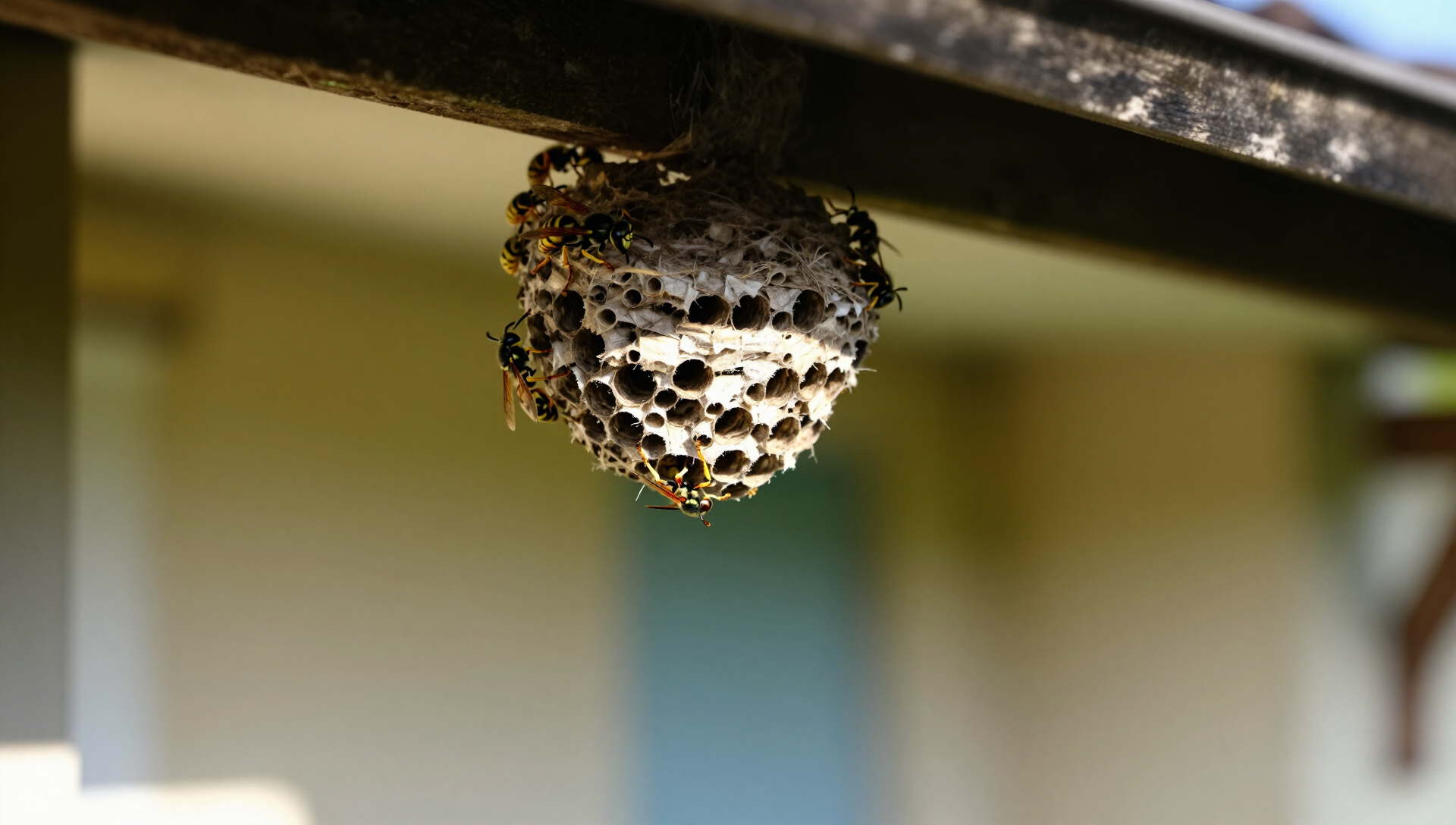 Bee Control service