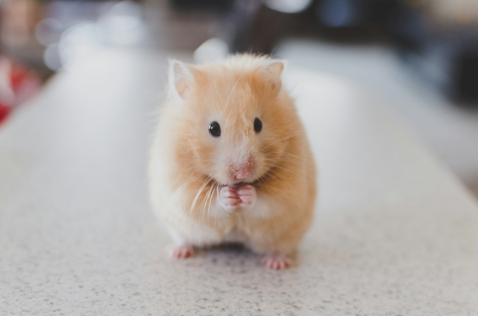 Rodent Control